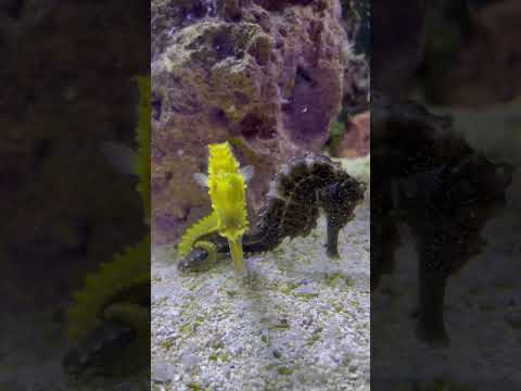 Seahorse Mating Dance