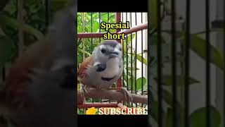 Download lagu Special Gacor Short mp3