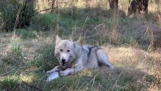 newest resident wolfdog, Little Foot