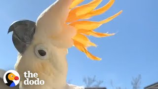 Cockatoo Follows His New Mom Everywhere | The Dodo by The Dodo