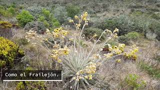 Nuevo lugar en el Páramo Sumapaz