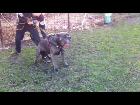 Red Cross American Bandog Slovakia