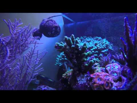 Tommy's underwater wonderland Part 6