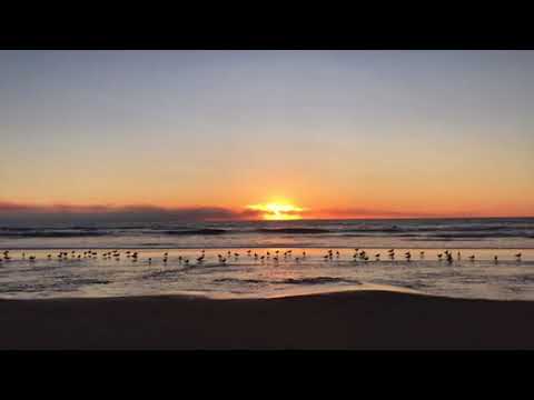 Bird Happy Hour at the Beach
