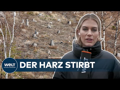 DER HARZ IN GEFAHR: Apokalyptische Lage durch Klimawandel und Käferplage | WELT Thema