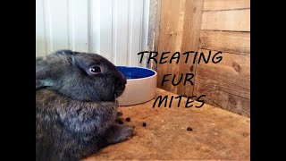Naturally Treating FUR MITES in my RABBIT COLONY