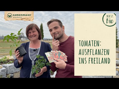 , title : 'Ab wann ist eigentlich eine Tomatenpflanze bereit für die Auspflanzung ins Freiland? 🍅🌱'