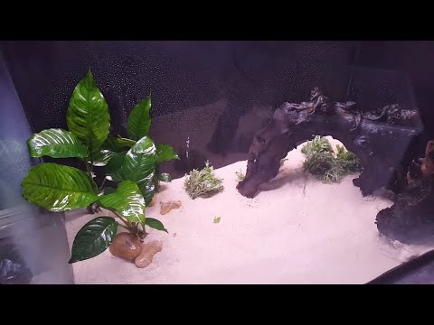 Aquascaping: Start to Finish! A Great Simple Scape for my Wild Plecos!