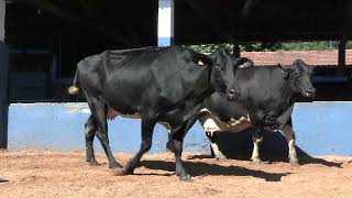 Vídeo 207 - 1ª ETAPA MEGA LIQUIDAÇÃO TOTAL AGROPECUÁRIA MARAJOARA - DIA 4 | GADO GIROLANDO E HOLANDÊS