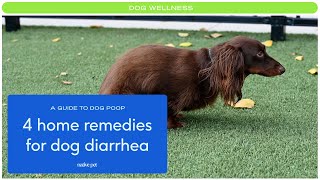 How to Treat Diarrhea in Dogs Naturally