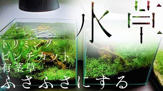 有茎草のボリュームを出してもりもりにしたい【アクアリウムダイアリー#3】