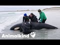 Stranded Killer Whale Returned To Sea Animalkind