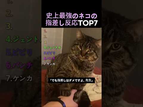史上最強のネコの指差し反応TOP7