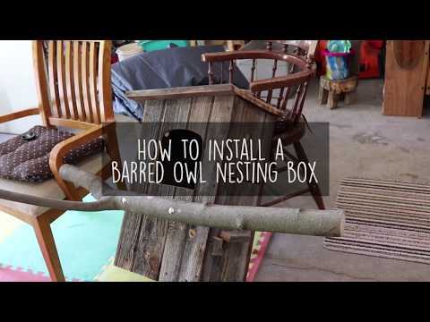 How to Install a Barred Owl Nesting Box