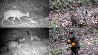 Animais Flagrados Na Camera De Espera 
