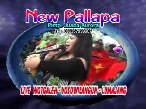 New pallapa  *ada rindu* voc "Ikif Kawasima"