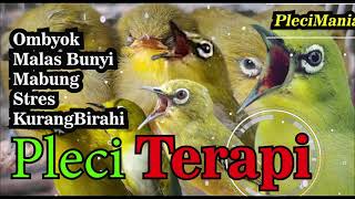 Download lagu Terapi pleci Merangsang Agar Gacor Kembali... mp3