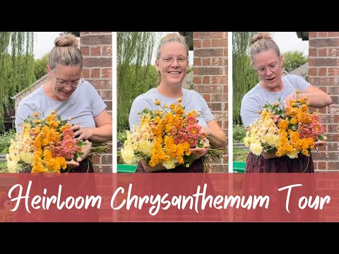 , title : 'Touring My Heirloom Chrysanthemum Garden 🌺 || How To Grow Chrysanthemums'