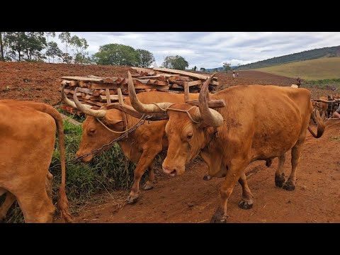  O MAIOR DO BRASIL MULTIRÃO DE ARAÇAO DE TERRA EM DOM VIÇOSO 
