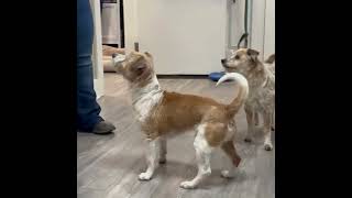 Video preview image #1 Mutt Puppy For Sale in Emmett, ID, USA