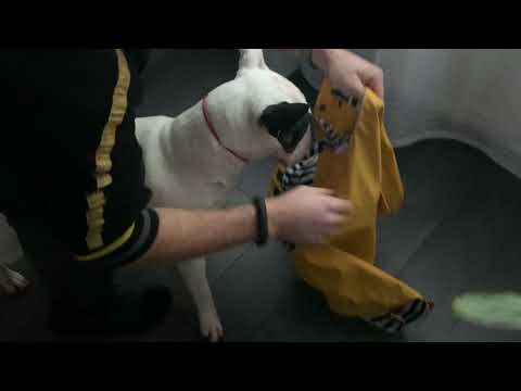 Trespass dog rain coat tres-shield