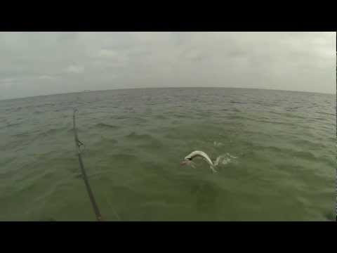 Meerforelle Ostsee Hohwachter Bucht Seatrout