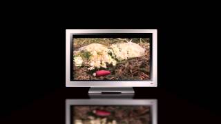 TV-10 Promo