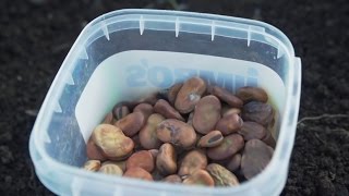 How To Sow Broad Beans And Save Bean Seeds