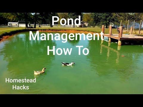 Farm Pond Management Catfish &Bluegill