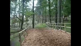 preview picture of video 'Go Ape @ Margam Park, Wales!!!'
