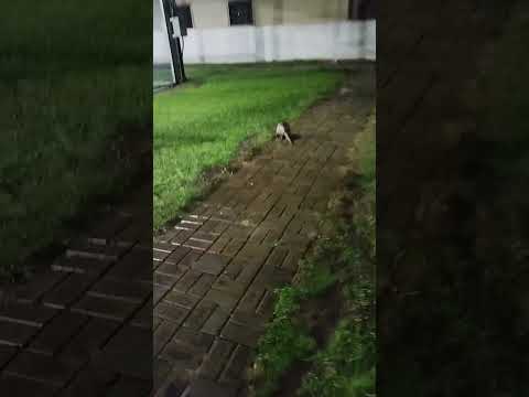 tattoo na mini arena de Santana do itararé