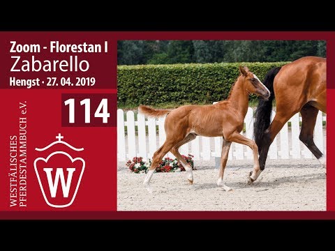 114 Zabarello Hengst v. Zoom - Florestan I