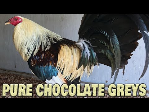 Beautiful PURE CHOCOLATE GREY - David Duran Grey Rock Farm USA | Farm Visit