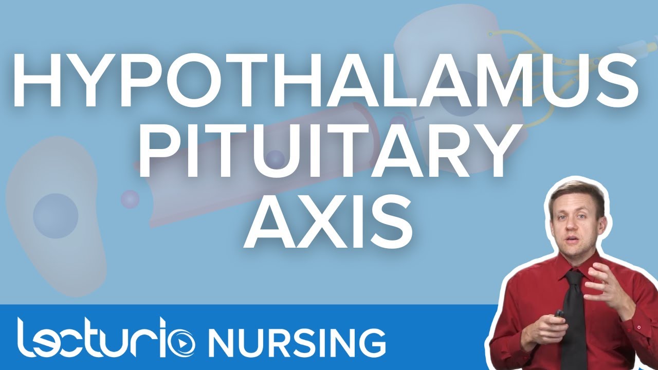 Hypothalamus-Pituitary Axis (HPA) - Endocrine System Anatomy | Lecturio Nursing Anatomy