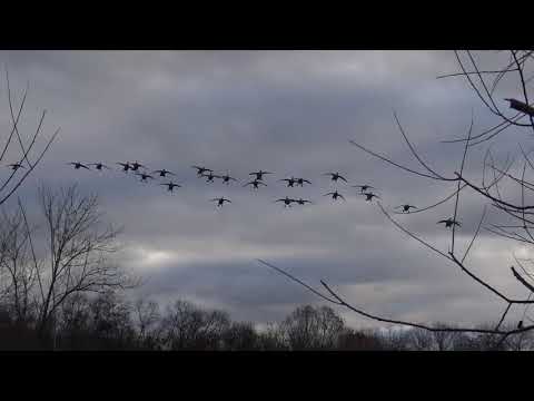 Pudelpointer 2nd duck hunt