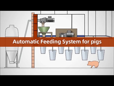 Animal Feeding System | Automatic Feeding System for pigs | GREAT FARM