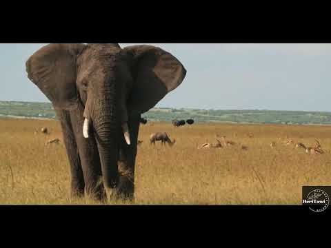 The best Jingle by Guardian Angel - HeriTawi