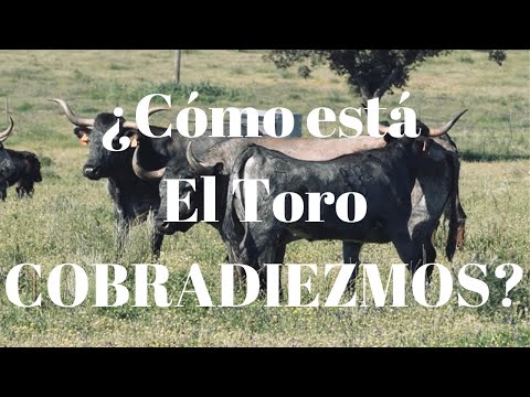 IMAGÍNATE cómo está COBRADIEZMOS nuestro Toro de Lidia Indultado que ya tiene más de 10 años de edad