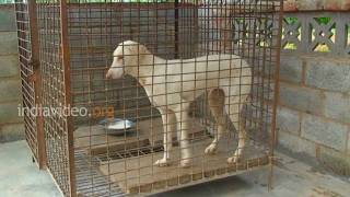 Rajapalayam dog, Tamilnadu
