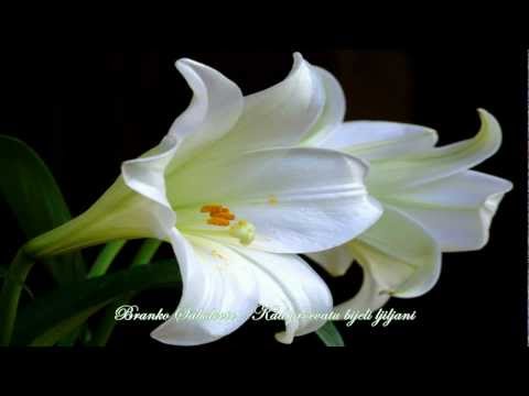 Branko Sabolović - Kad Procvatu Bijeli Ljiljani