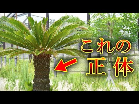 なぜ植物にコルクを入れるのですか？ 4 つの理由、4 つの用途  庭園
