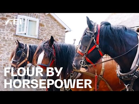 Flour by Horsepower! 🌾🐴 - Shire horses are keeping tradition alive | RIDE presented by Longines
