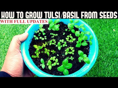 , title : 'How To Grow Tulsi/Holy Basil From Seeds (With Updates)'