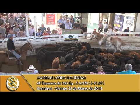 23-03-18 Venta de Machos - Jauregui Lorda Haciendas - Brandsen