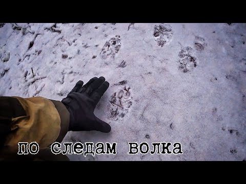 Выход в лес, по следам волка