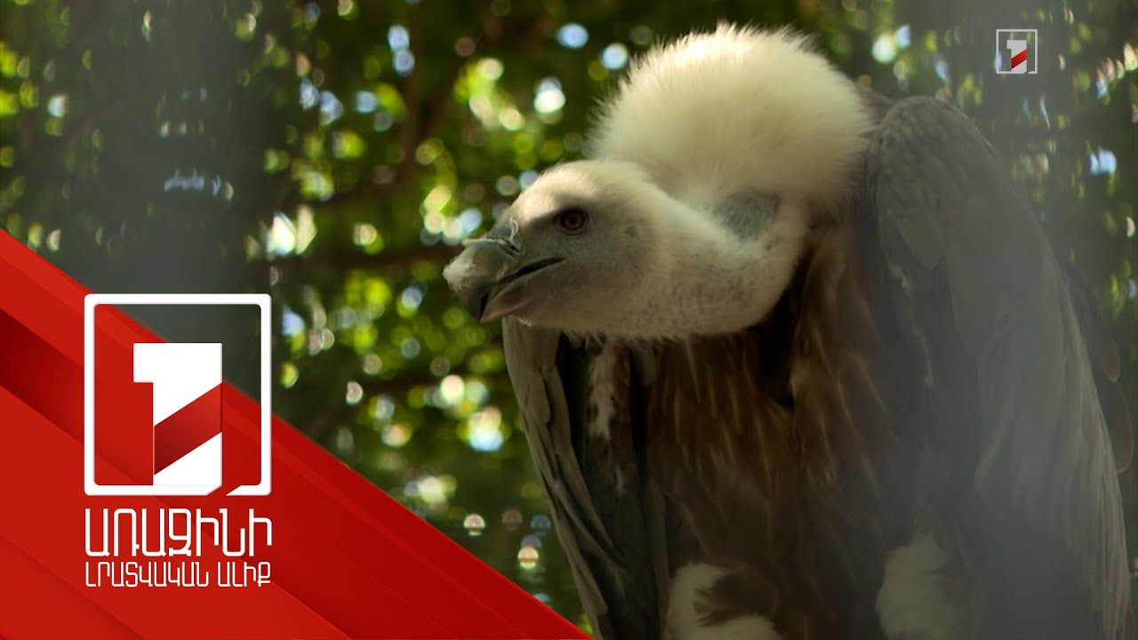 Երևանի կենդանաբանական այգու համալրումներն ու կորուստները