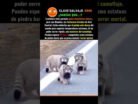 ¡El Fantasma Helado De Asia! 🥶 566% #animales #naturaleza #supervivencia