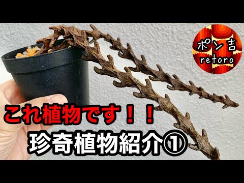 セロペギアについて詳しく解説