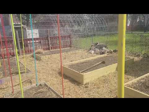 Built a tomato trellis out of electrical conduit.#homesteading #farm #garden #tomato trellis