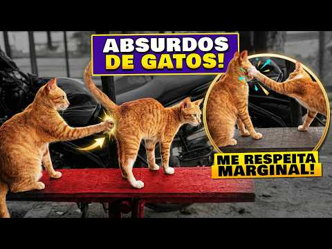 Eles foram longe demais! 😹 Melhores Dublagens de Gatos